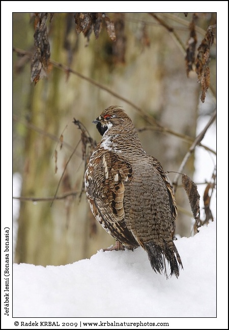 Je��bek lesn� | Hazel Grouse | Haselhuhn | Bonasa bonasia