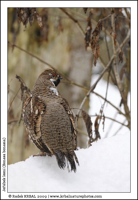 Je��bek lesn� | Hazel Grouse | Haselhuhn | Bonasa bonasia