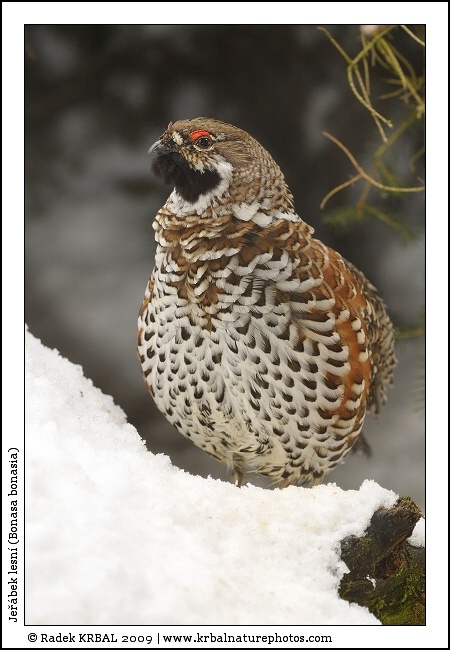Je��bek lesn� | Hazel Grouse | Haselhuhn | Bonasa bonasia
