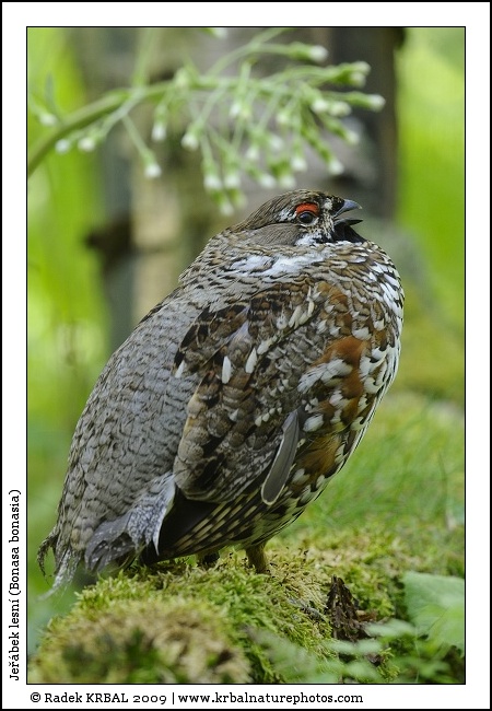 Je��bek lesn� | Hazel Grouse | Haselhuhn | Bonasa bonasia