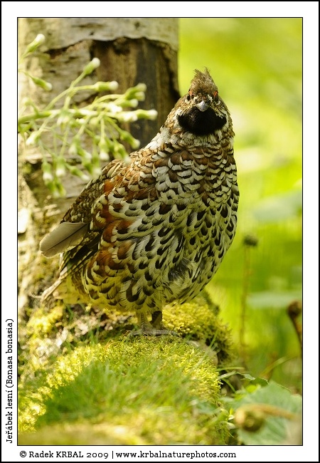 Je��bek lesn� | Hazel Grouse | Haselhuhn | Bonasa bonasia