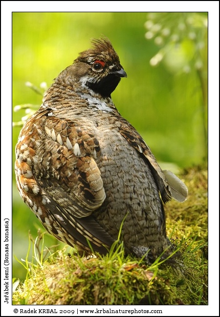 Je��bek lesn� | Hazel Grouse | Haselhuhn | Bonasa bonasia