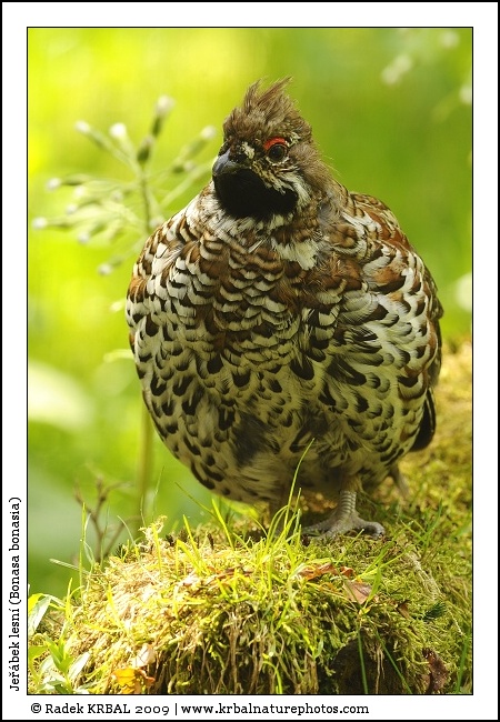 Je��bek lesn� | Hazel Grouse | Haselhuhn | Bonasa bonasia