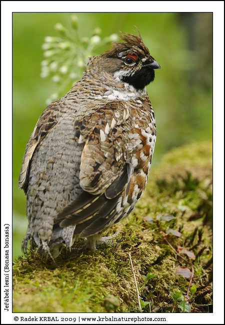 Je��bek lesn� | Hazel Grouse | Haselhuhn | Bonasa bonasia