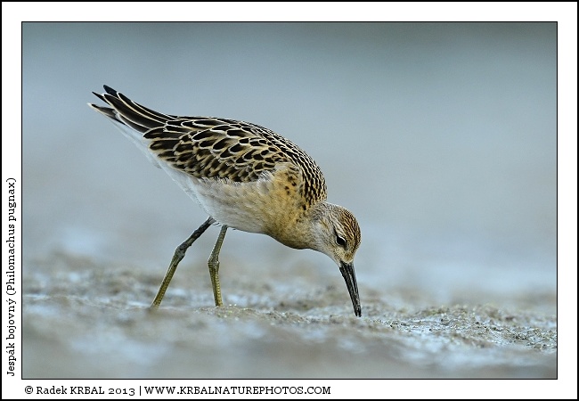Jesp�k bojovn� | Ruff | Kampfl�ufer | Philomachus pugnax