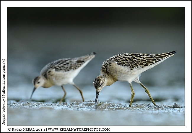 Jesp�k bojovn� | Ruff | Kampfl�ufer | Philomachus pugnax