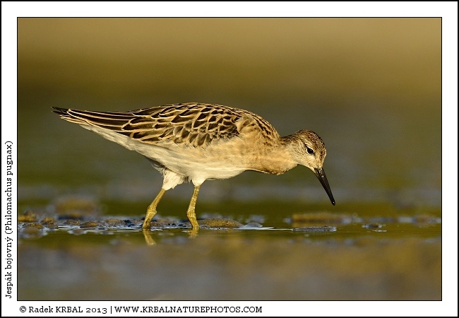Jesp�k bojovn� | Ruff | Kampfl�ufer | Philomachus pugnax