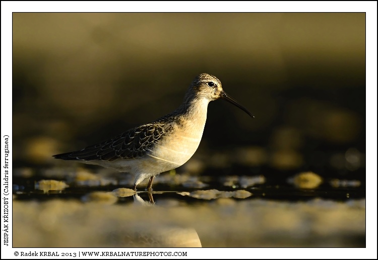 Jesp�k k�ivozob� | Curlew Sandpiper | Sichelstrandl�ufer | Calidris ferruginea