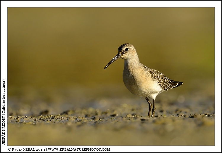 Jesp�k k�ivozob� | Curlew Sandpiper | Sichelstrandl�ufer | Calidris ferruginea
