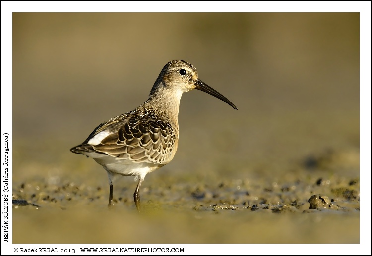 Jesp�k k�ivozob� | Curlew Sandpiper | Sichelstrandl�ufer | Calidris ferruginea