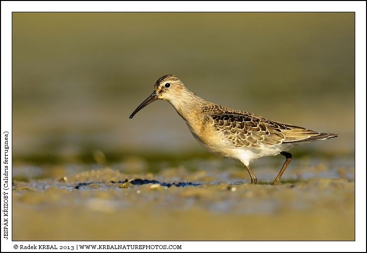 Jesp�k k�ivozob� | Curlew Sandpiper | Sichelstrandl�ufer | Calidris ferruginea