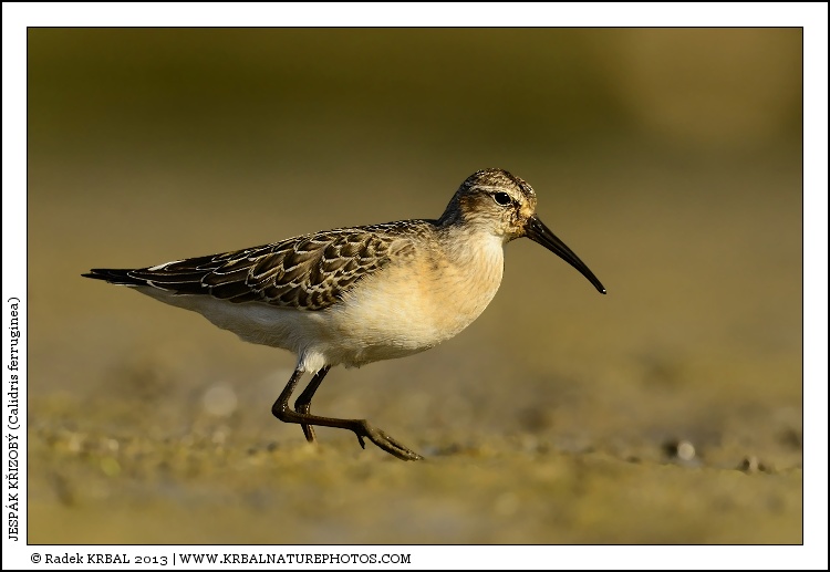 Jesp�k k�ivozob� | Curlew Sandpiper | Sichelstrandl�ufer | Calidris ferruginea