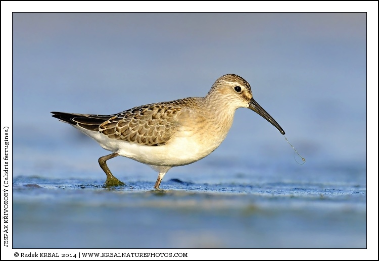 Jesp�k k�ivozob� | Curlew Sandpiper | Sichelstrandl�ufer | Calidris ferruginea