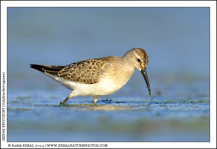 Jesp�k k�ivozob� | Curlew Sandpiper | Sichelstrandl�ufer | Calidris ferruginea