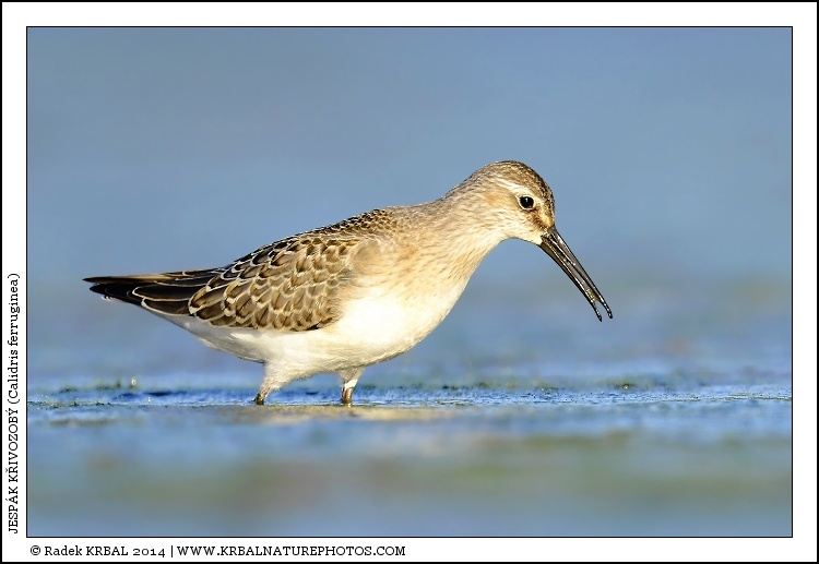 Jesp�k k�ivozob� | Curlew Sandpiper | Sichelstrandl�ufer | Calidris ferruginea