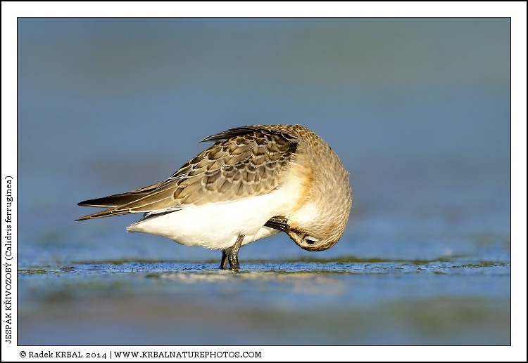 Jesp�k k�ivozob� | Curlew Sandpiper | Sichelstrandl�ufer | Calidris ferruginea