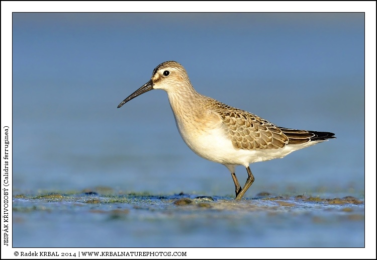 Jesp�k k�ivozob� | Curlew Sandpiper | Sichelstrandl�ufer | Calidris ferruginea