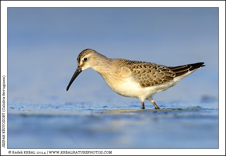 Jesp�k k�ivozob� | Curlew Sandpiper | Sichelstrandl�ufer | Calidris ferruginea