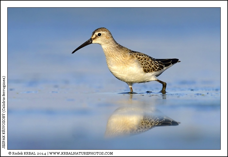 Jesp�k k�ivozob� | Curlew Sandpiper | Sichelstrandl�ufer | Calidris ferruginea