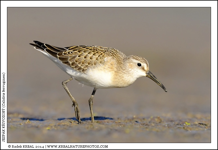 Jesp�k k�ivozob� | Curlew Sandpiper | Sichelstrandl�ufer | Calidris ferruginea