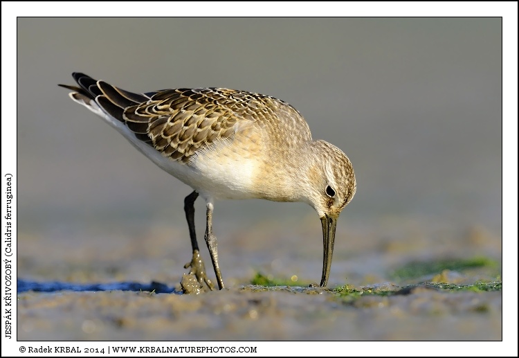Jesp�k k�ivozob� | Curlew Sandpiper | Sichelstrandl�ufer | Calidris ferruginea