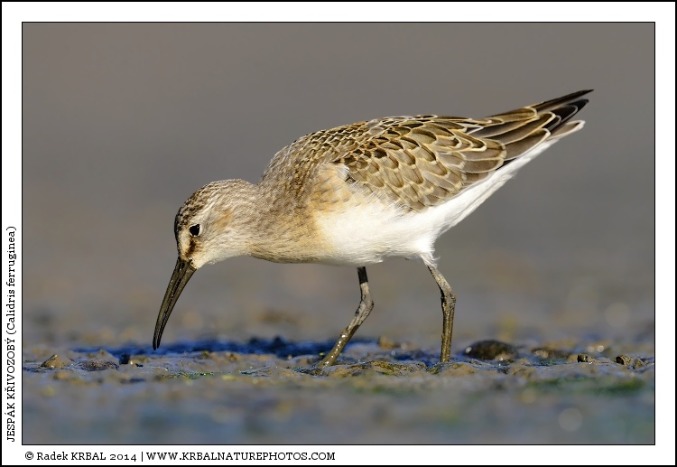Jesp�k k�ivozob� | Curlew Sandpiper | Sichelstrandl�ufer | Calidris ferruginea