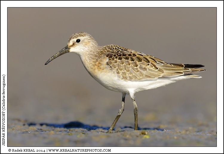 Jesp�k k�ivozob� | Curlew Sandpiper | Sichelstrandl�ufer | Calidris ferruginea