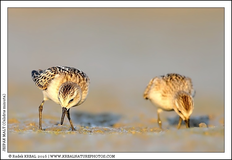 Jesp�k mal� | Little Stint | Zwergstrandl�ufer | Calidris minuta