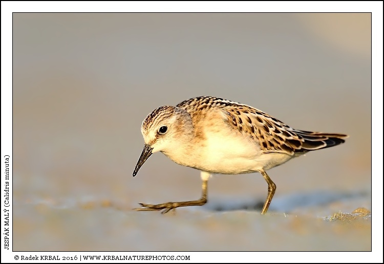 Jesp�k mal� | Little Stint | Zwergstrandl�ufer | Calidris minuta