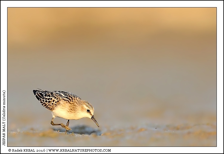 Jesp�k mal� | Little Stint | Zwergstrandl�ufer | Calidris minuta