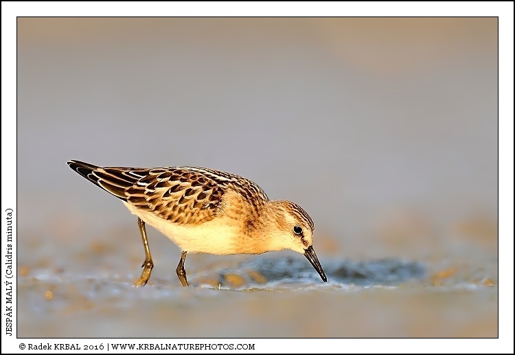 Jesp�k mal� | Little Stint | Zwergstrandl�ufer | Calidris minuta