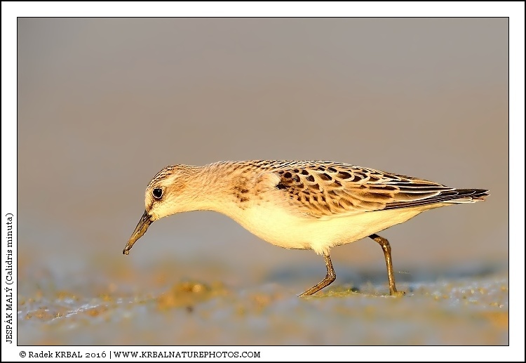 Jesp�k mal� | Little Stint | Zwergstrandl�ufer | Calidris minuta
