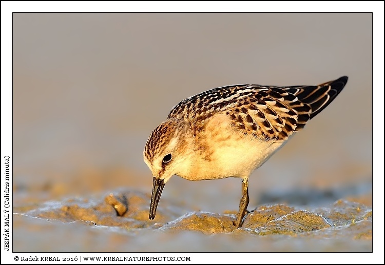 Jesp�k mal� | Little Stint | Zwergstrandl�ufer | Calidris minuta