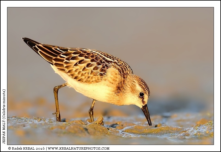 Jesp�k mal� | Little Stint | Zwergstrandl�ufer | Calidris minuta