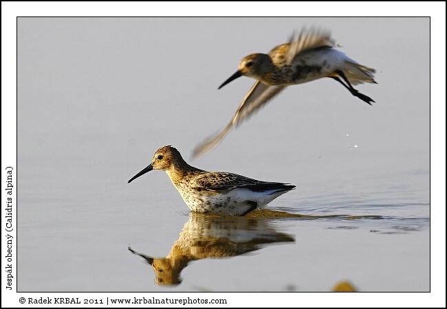 Jesp�k obecn� | Dunlin | Alpenstrandl�ufer | Calidris alpina