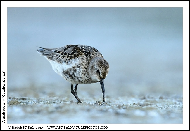 Jesp�k obecn� | Dunlin | Alpenstrandl�ufer | Calidris alpina