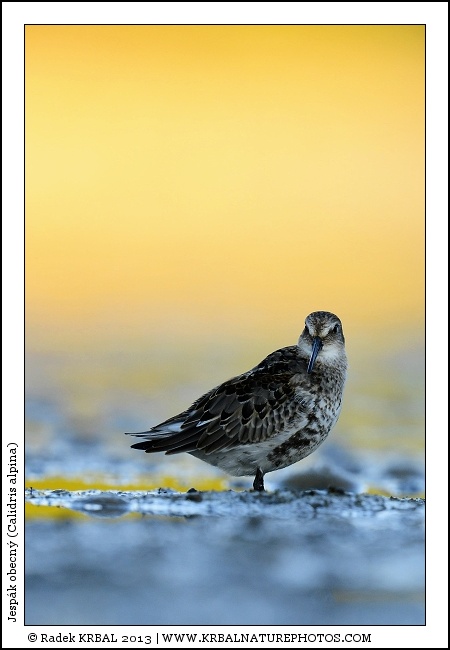 Jesp�k obecn� | Dunlin | Alpenstrandl�ufer | Calidris alpina