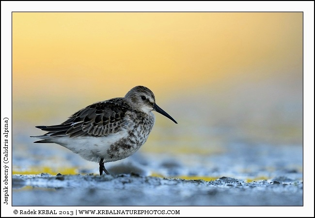Jesp�k obecn� | Dunlin | Alpenstrandl�ufer | Calidris alpina
