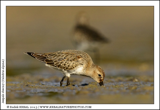 Jesp�k obecn� | Dunlin | Alpenstrandl�ufer | Calidris alpina