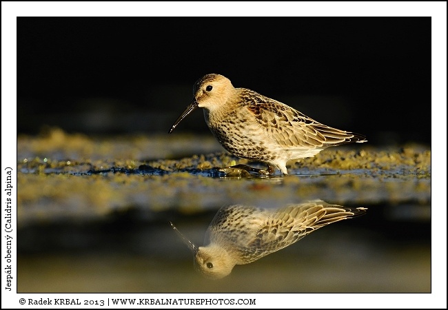 Jesp�k obecn� | Dunlin | Alpenstrandl�ufer | Calidris alpina