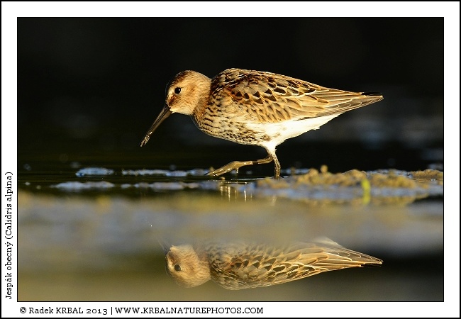 Jesp�k obecn� | Dunlin | Alpenstrandl�ufer | Calidris alpina