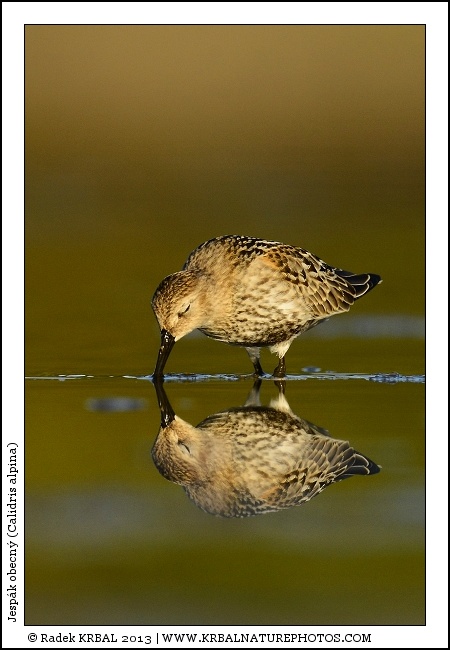 Jesp�k obecn� | Dunlin | Alpenstrandl�ufer | Calidris alpina