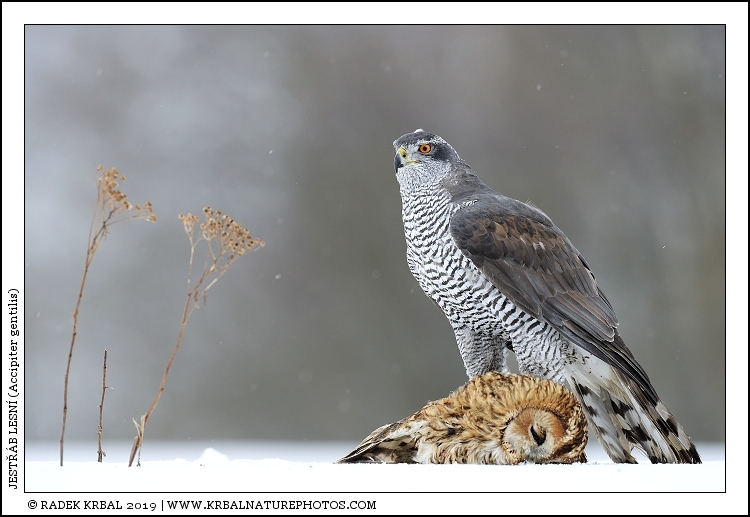 Jestb lesn | Northern Goshawk | Habicht | Accipiter gentilis