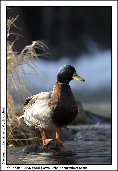 Kachna divok� | Mallard | Stockente | Anas platyrhynchos