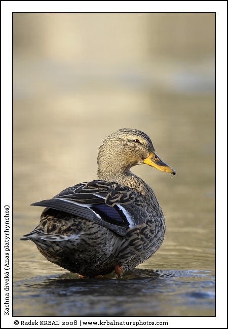 Kachna divok� | Mallard | Stockente | Anas platyrhynchos