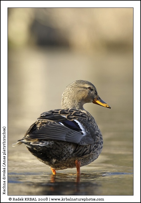 Kachna divok� | Mallard | Stockente | Anas platyrhynchos