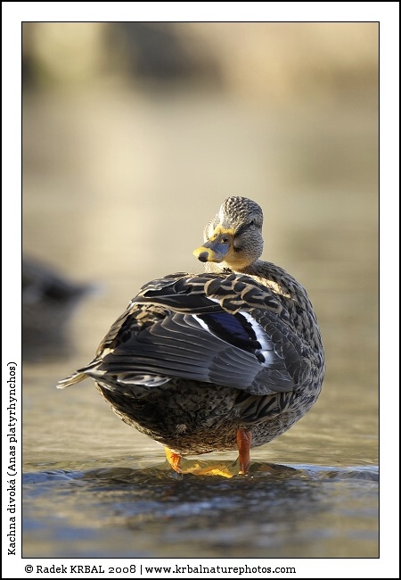Kachna divok� | Mallard | Stockente | Anas platyrhynchos