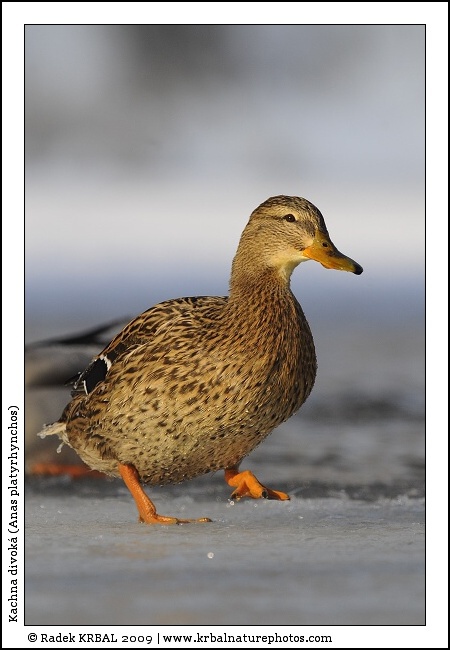 Kachna divok� | Mallard | Stockente | Anas platyrhynchos