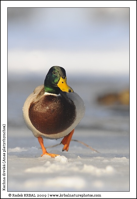 Kachna divok� | Mallard | Stockente | Anas platyrhynchos