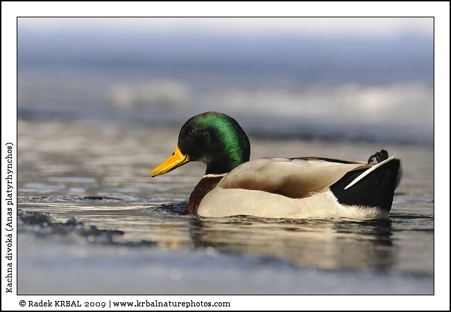 Kachna divok� | Mallard | Stockente | Anas platyrhynchos